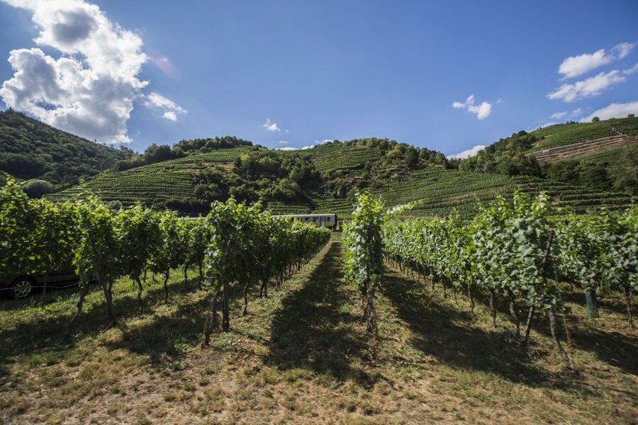 Grape Grazing: Wachau Valley Winery Biking Tour - Dürnstein combines wine, ruins, and free time