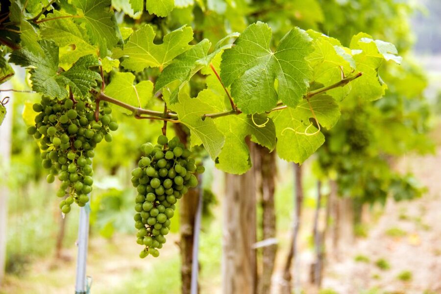 Grape Grazing: Wachau Valley Winery Biking Tour - Lunch is local, affordable, and cash only