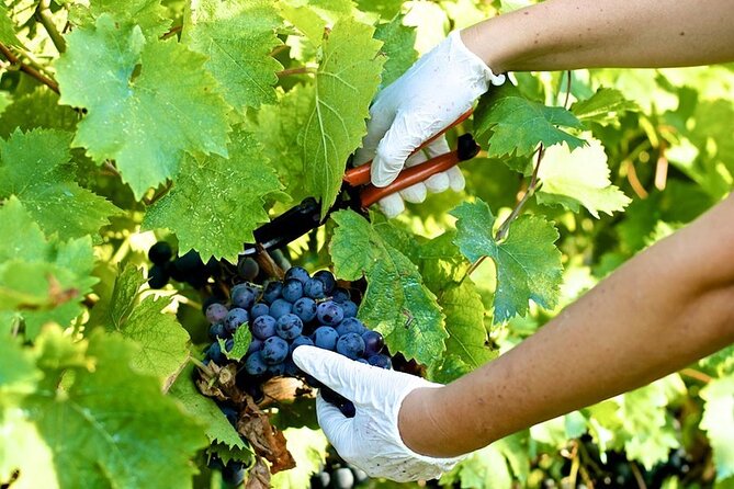 Guided E-Bike Tour with Wine Tasting from Lucca - A family vineyard beyond Lucca