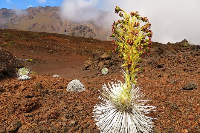 Haleakala Sunrise Best Guided Bike Tour with Bike Maui - Haleakala sunrise is the main event