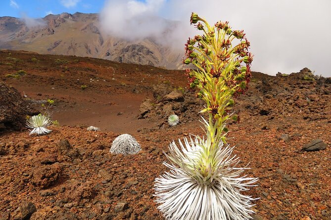 Haleakala Sunrise Best Self-Guided Bike Tour - Who should book this Haleakala bike tour?
