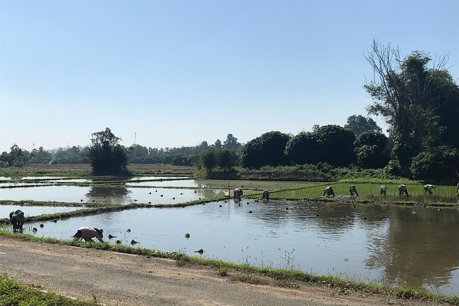 Half-day E-bike Countryside and rice paddies (flat land, GUIDED) - Along the Ping River and toward Wat Chang Nam
