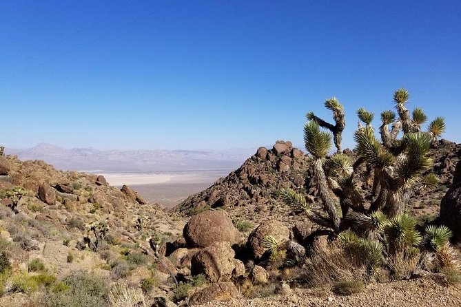 Half-Day Electric Bike Tour of Red Rock Canyon - Red sandstone, desert plants, and open views