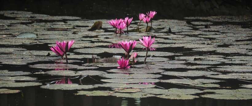 Hanoi: Ninh Binh, Tam Coc, Mua Cave & Hoa Lu with cycling - Should you book this Ninh Binh tour?