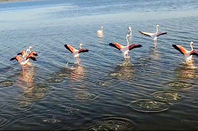 Happy tour camargue an immersion by bike and scooter E - A ride built around quiet observation