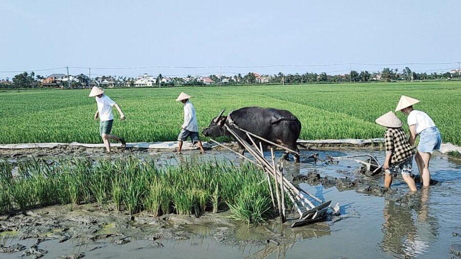 Hoi An: Countryside by Cycling, Buffalo Riding & Do Farming - Why the Small Group Matters