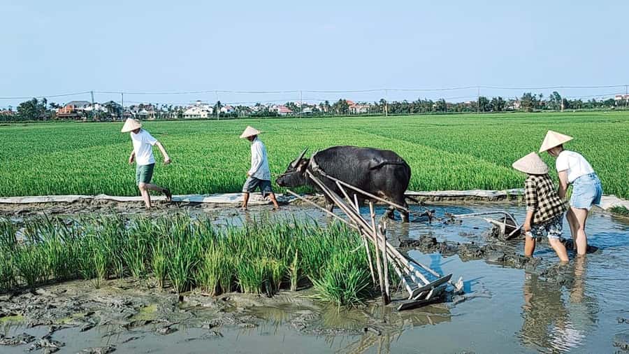 Hoi An: Countryside by Cycling, Buffalo Riding & Do Farming - Is the $34 Price Good Value?