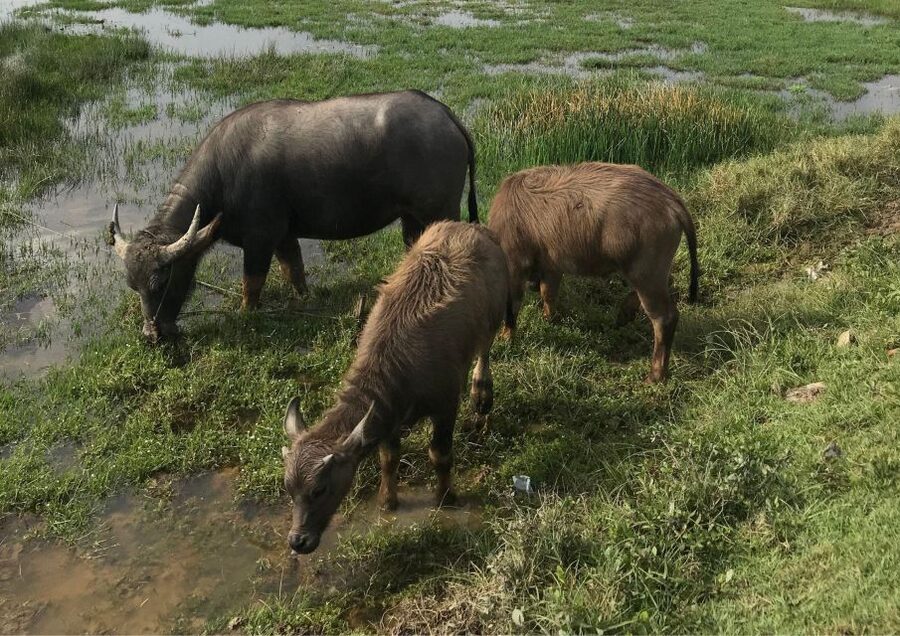 Hoi An: Rural Cycling Tour to Village with Basket Boat Ride - Rice fields, water buffaloes, and quiet country lanes