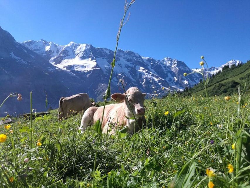 Interlaken: 72 Waterfalls Valley & Lauterbrunnen E-Bike Tour - Why the small group and guide matter