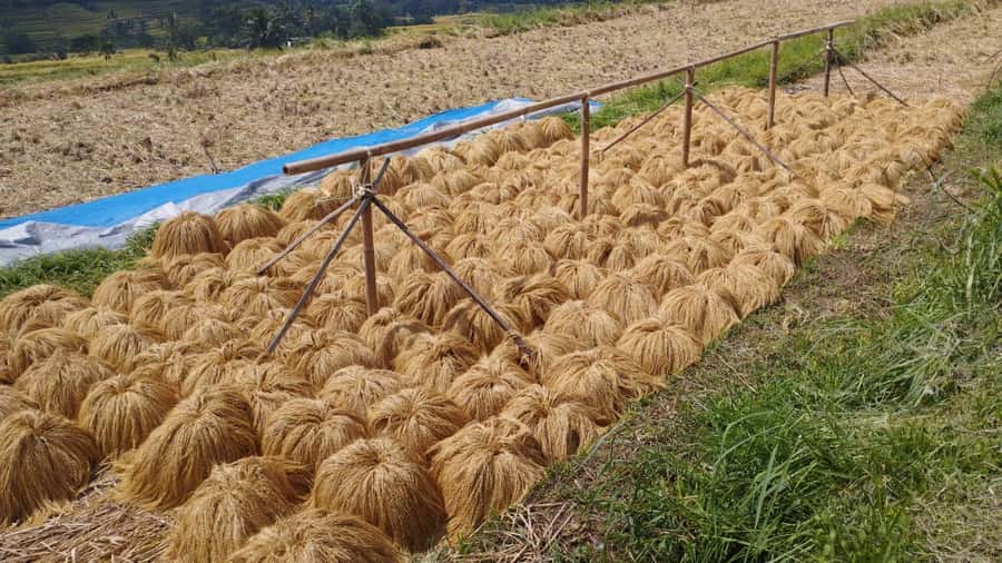 Jatiluwih (UNESCO Site) 2-Hour E-Bike Cycling Tour - Who should book this Jatiluwih e-bike tour?