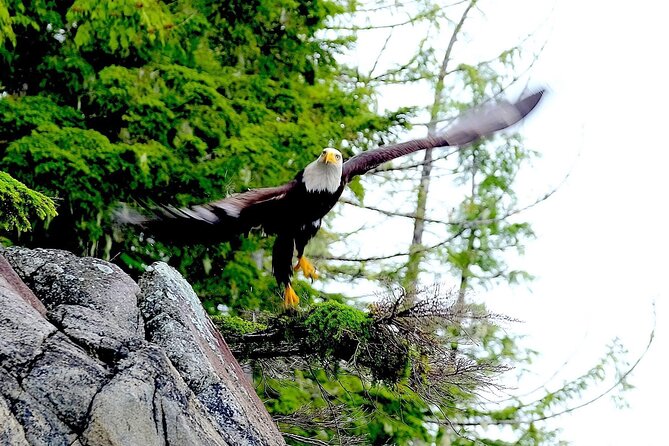 Ketchikan Electric Bike and Rain Forest Hike Ecotour - Port timing and meeting tips
