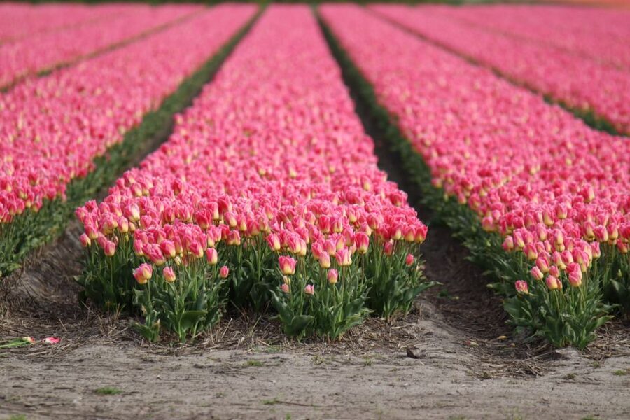 Keukenhof: Flower Fields Small-Group Cultural Bike Tour - Key points before you book