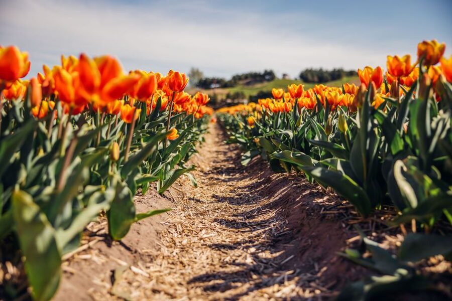 Keukenhof: Flower Fields Small-Group Cultural Bike Tour - Should you book it?