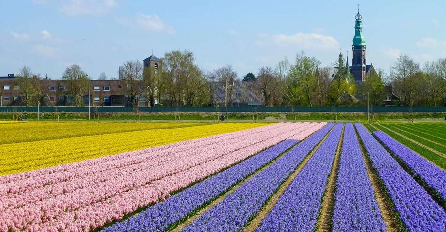 Keukenhof: Flower Fields Small-Group Cultural Bike Tour - What the guide adds to the ride