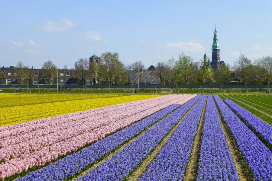 Keukenhof: Flower Fields Small-Group Cultural Bike Tour - Tulip Experience Amsterdam: museum, show garden, and five tulips