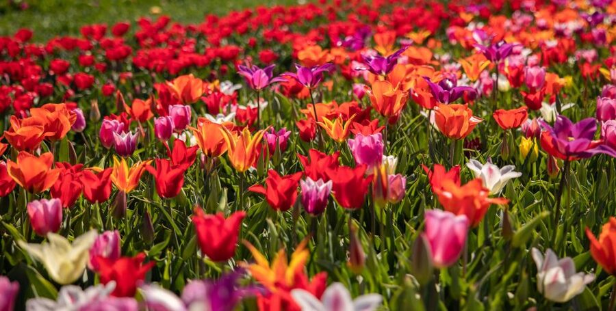 Keukenhof: Flower Fields Small-Group Cultural Bike Tour - Who should book this flower-field tour?