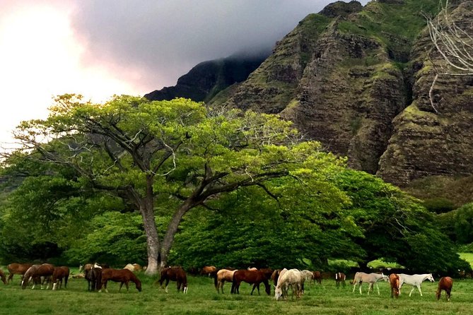 Kualoa Ranch: Novice E-Bike - Plan the day around the ranch location