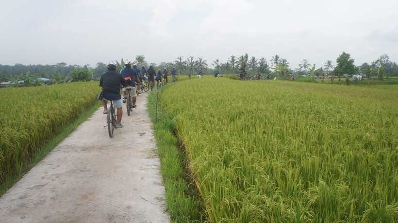 Kuta: Kintamani Culture and Nature Guided Cycling Tour - Stop four: Bresela’s rice-field view