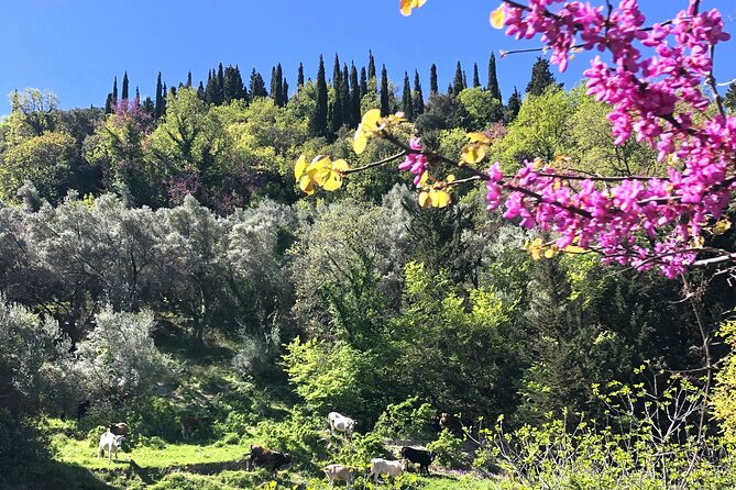 Lefkada: Mountain Gems Electric Fat Bicycle Tour & Tasting - Alexandros shows a village coming back to life