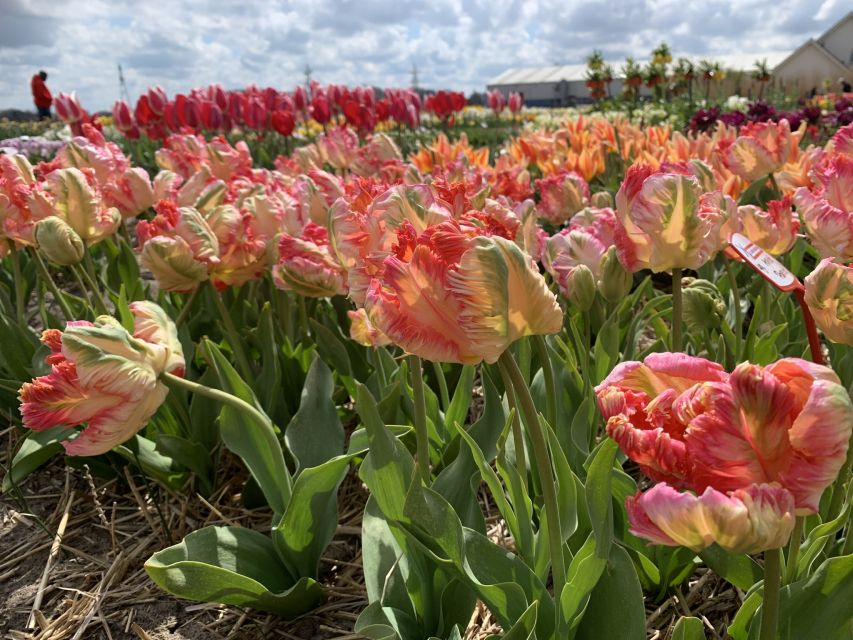 Lisse: Enjoy the Tulip Fields by Bike with a Local Guide! - Should you book it?