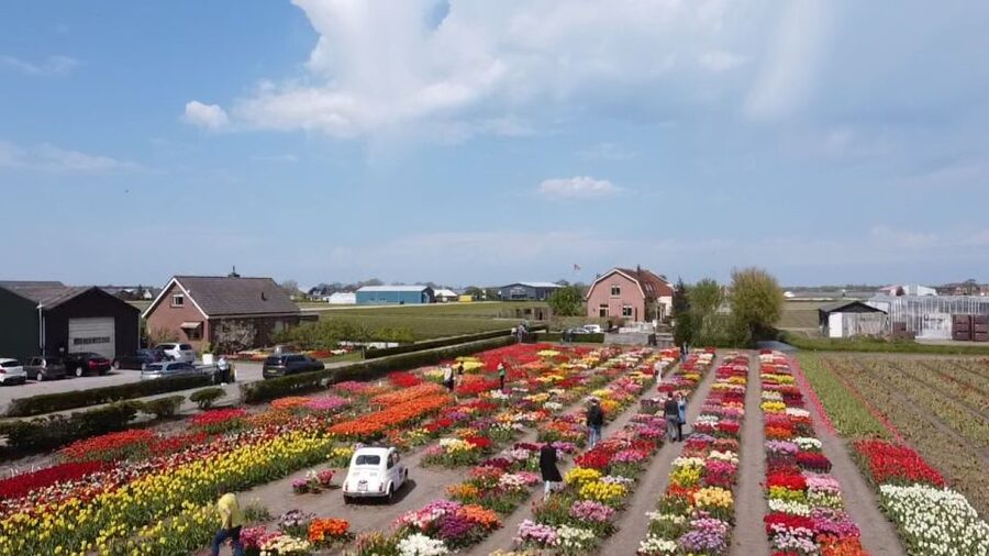 Lisse: Enjoy the Tulip Fields by Bike with a Local Guide! - What the $58 price really buys you