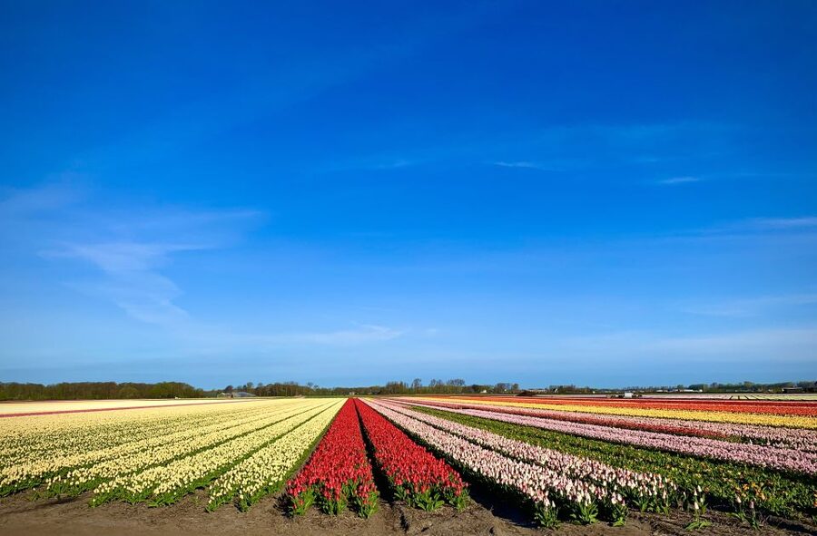Lisse: Enjoy the Tulip Fields by Bike with a Local Guide! - Who should book this Lisse bike tour?