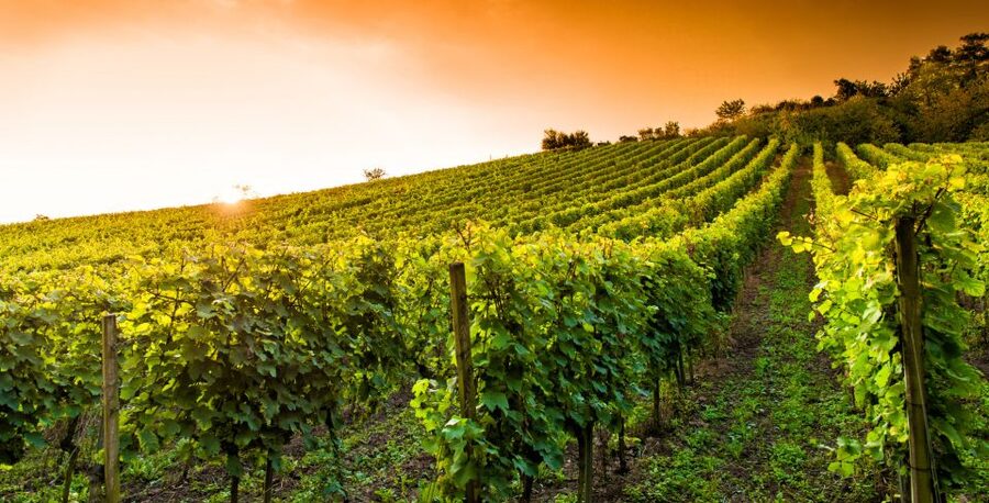Lucca: Guided E-Bike and Wine Tour - Understanding the vineyard and cellar