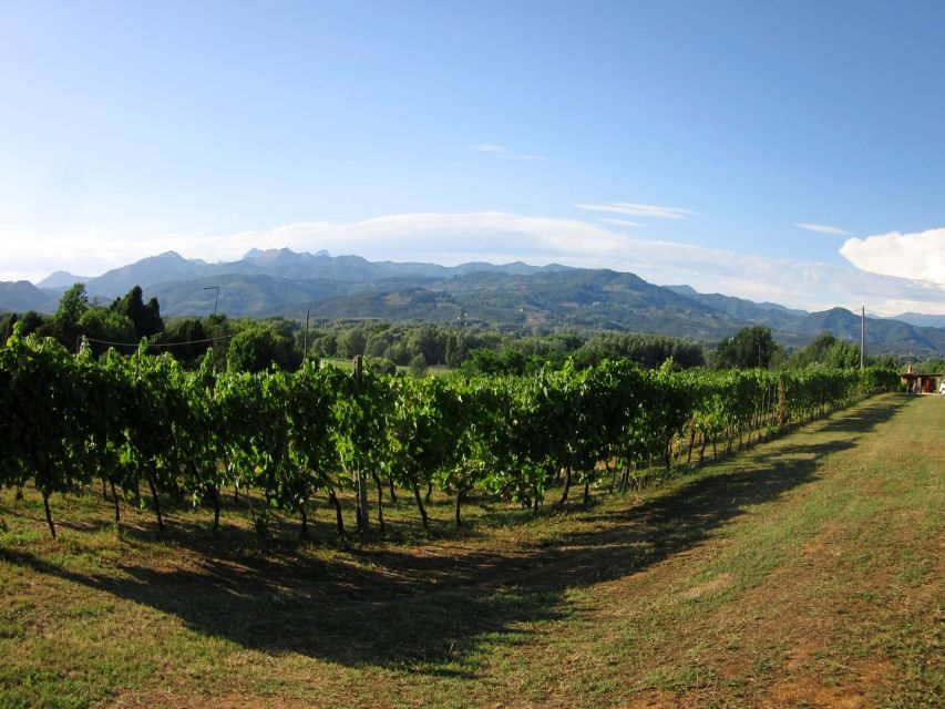 Lucca: Picnic Lunch at a Vineyard by Bike - Should You Book the Vineyard Picnic by Bike?