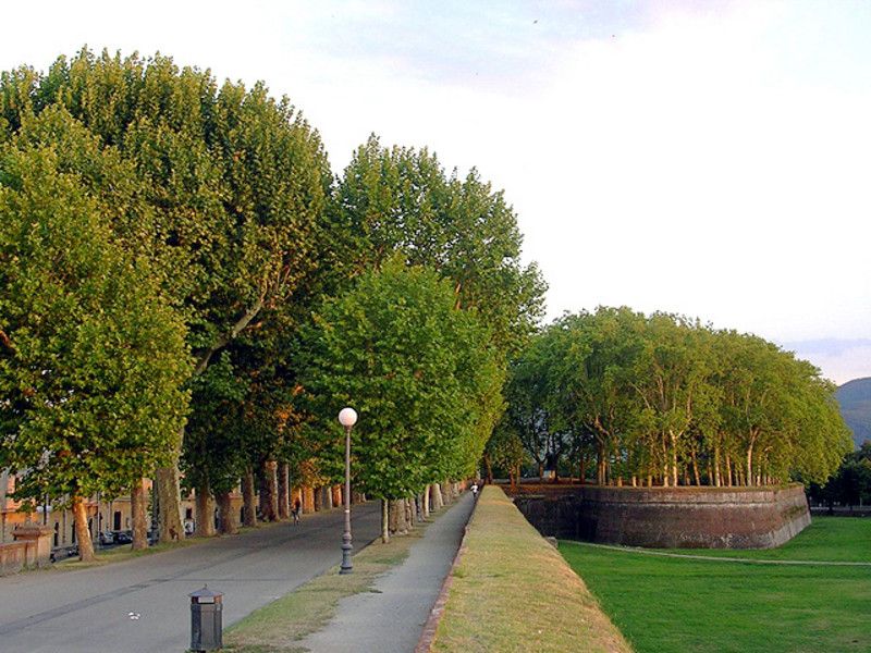Lucca Sightseeing Tour by E-bike or City bike - Torre Guinigi and Lucca’s rooftop trees