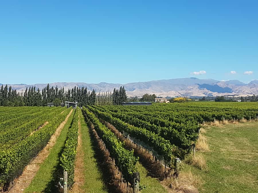 Marlborough: Half Guided and Half Self-Guided Bike Wine Tour - Three morning wineries with tastings included