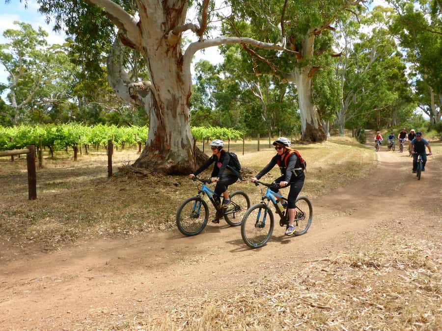 Mclaren Vale Hills Vines and Wines Bike Tour from Adelaide - Who should book this bike and wine day?