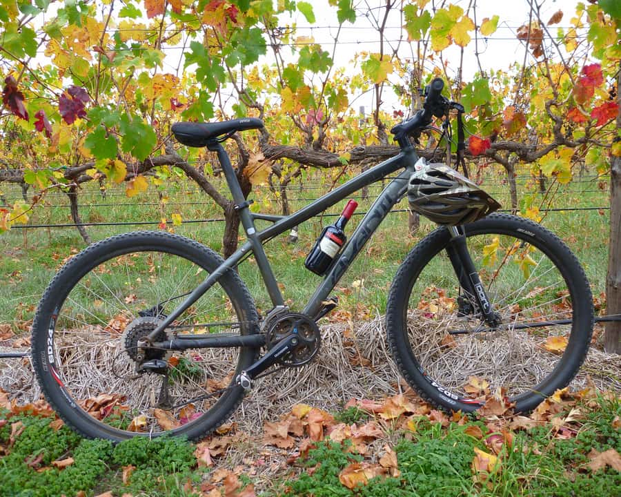 Mclaren Vale Hills Vines and Wines Bike Tour from Adelaide - From Adelaide to Kuitpo Forest at 9am