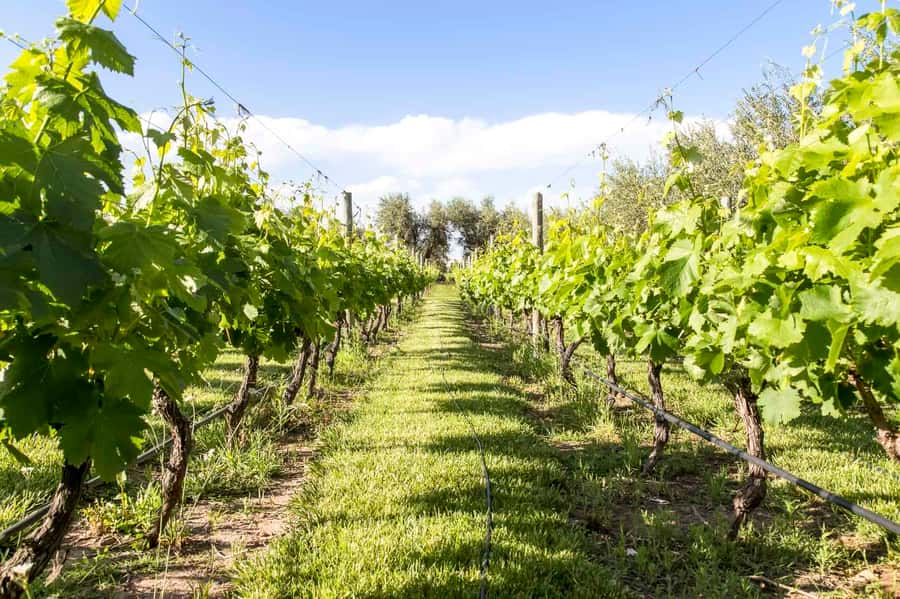 Mendoza: Winebike Tasting Tour with Optional Lunch - A half-day in Mendoza built around a shared bicycle