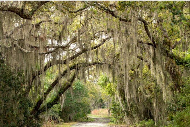 Myakka State Park E-bike Safari - The Myakka Canopy Walkway at 25 feet