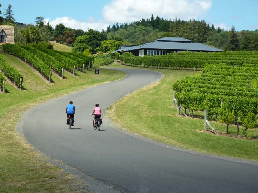 Napier: Cape Coast Winery Tour on E-Bikes - Clearview Estate and Elephant Hill