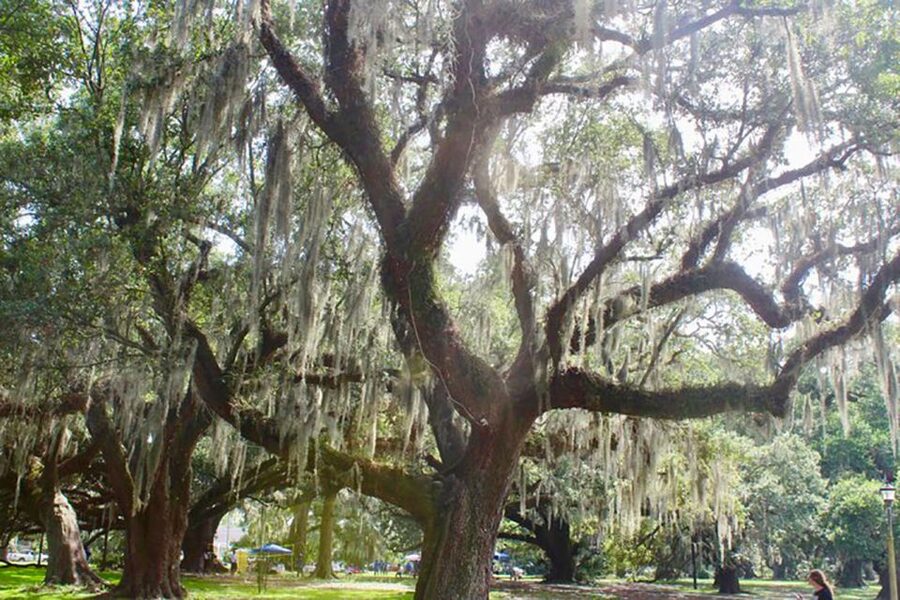 New Orleans: Scenic City Bike Tour - Why a bicycle is a smart way to see New Orleans