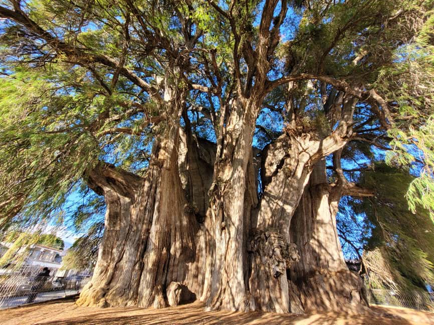 Oaxaca: Guided Bike Tour to the Largest Tree in the World - The 45-minute ride out of Oaxaca
