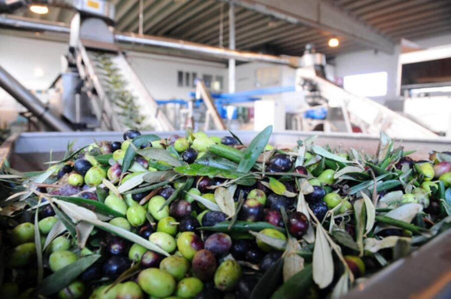 Ostuni: E-bike Tour, Ancient Olive Trees & Oil Tasting - Is the $55 price good value?