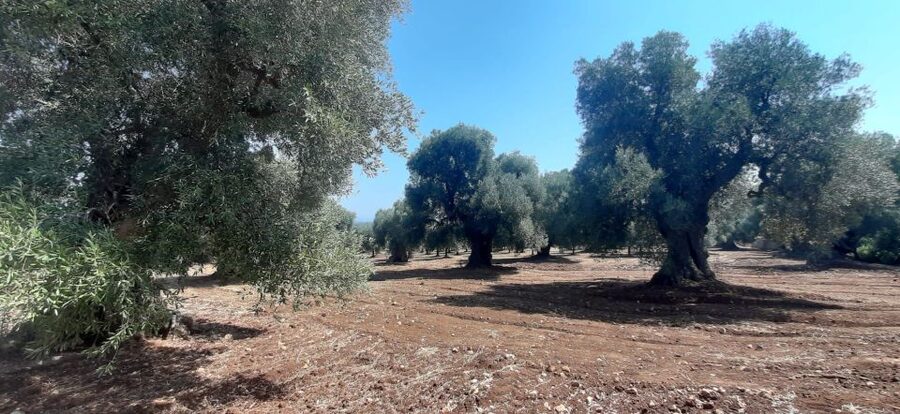 Ostuni: Guided e-bike tour + countryside tasting stop - What you pay, and what you get