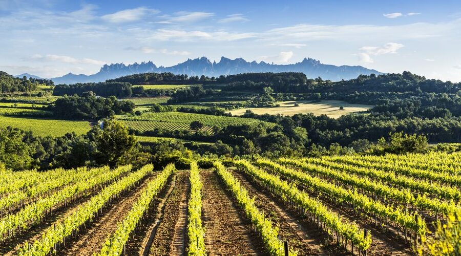 Penedès/BCN: Self-Guided eBike Tour with guided Winery Visit - Is the $77 Price Good Value?