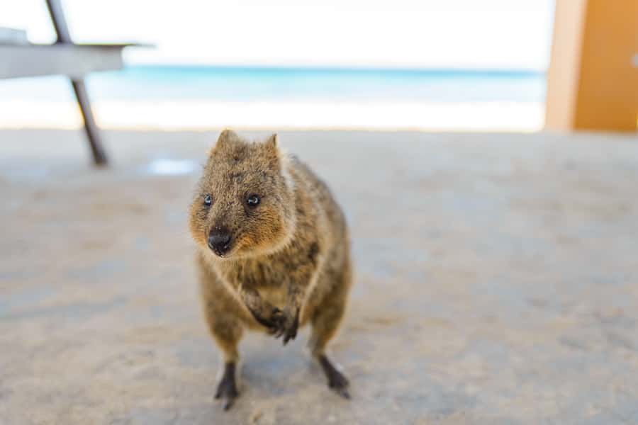 Perth: Rottnest Island Ferry, Bike, Coffee & Lobster Roll - Key points at a glance