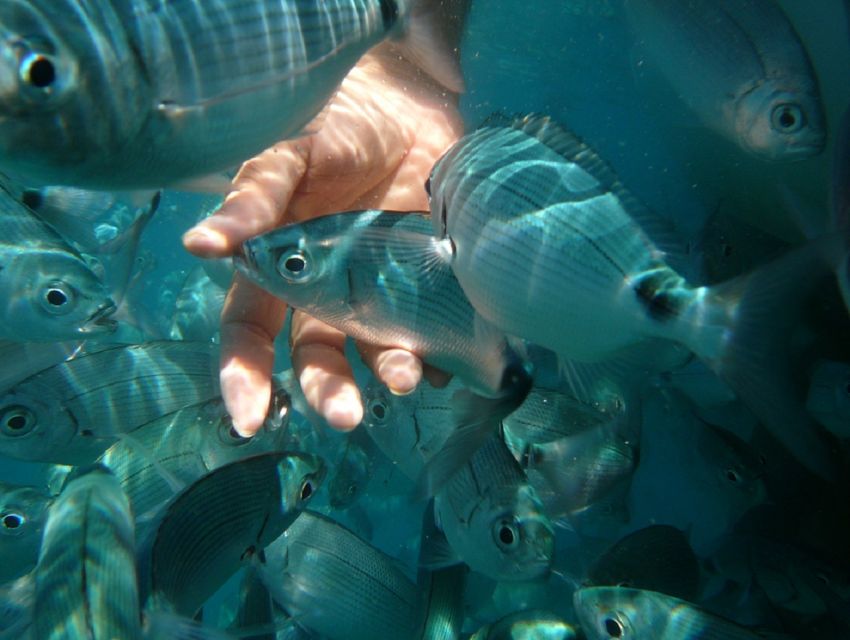 Pula: Bike Tour of Ancient Pula & Aquatic Adventures - Pigeons Cave and the Stoja swim