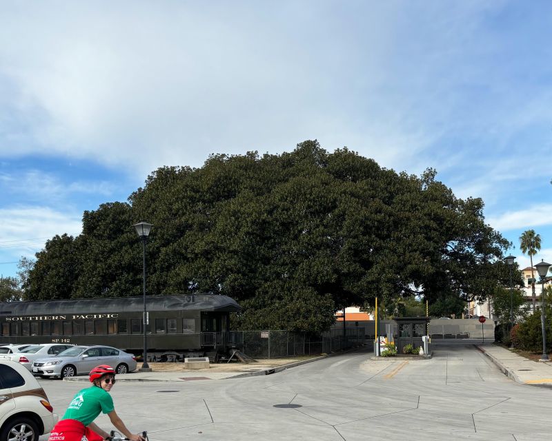 Santa Barbara: Guided Tour on electric bikes (private) - The harbor view and Moreton Bay Fig Tree