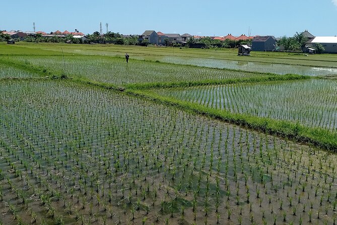 Sanur Village E-bike Tour: Family-Friendly Adventure - Turtle Care by the Sea