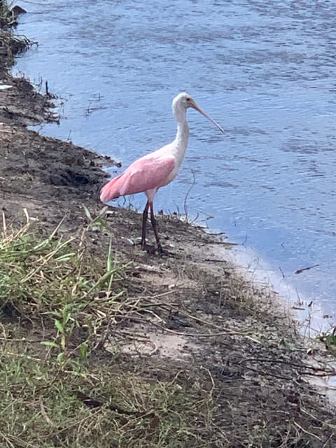 Sarasota: Myakka State Park E-bike Safari Experience - Who will enjoy this Myakka safari most