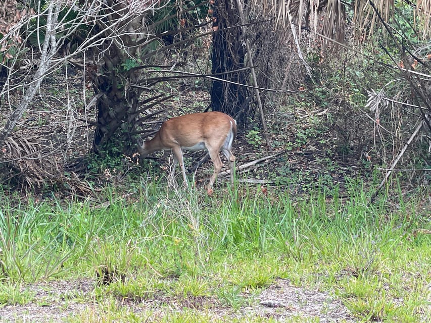 Sarasota: Myakka State Park E-bike Safari Experience - Is the e-bike safari worth booking?