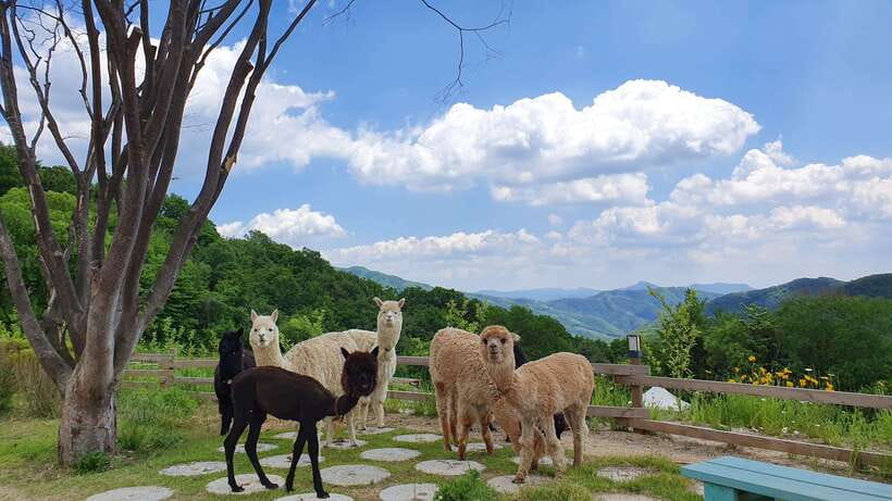 Seoul: Alpaca, Nami, Morning Calm or Eobi (+Rail Bike) - Why this countryside day works so well