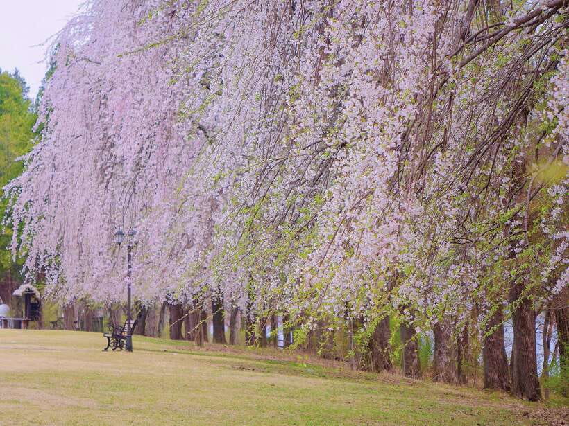 Seoul: Alpaca, Nami, Morning Calm or Eobi (+Rail Bike) - Who should book this day trip