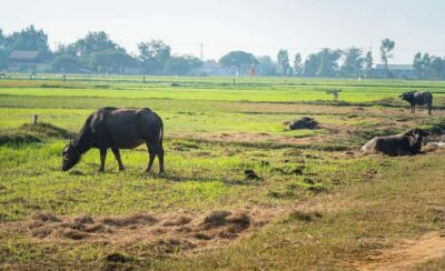 Siem Reap: Guided Countryside Bike Tour