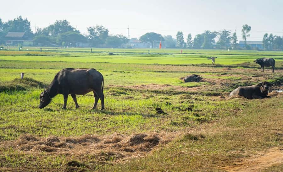 Siem Reap: Guided Countryside Bike Tour - Rice fields and the quiet side of village life